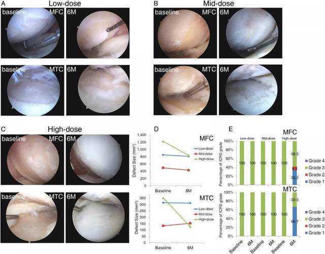动物研究显示：牛磺酸可助对抗衰老