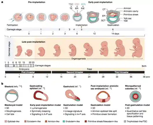 人类发育细胞图谱揭开胚胎发育“黑匣子”
